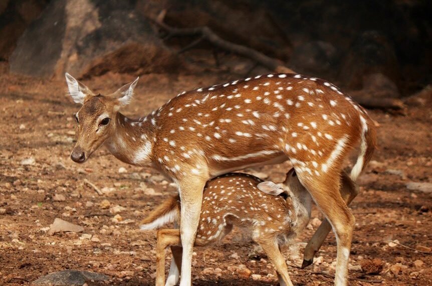 digital summit neural axis